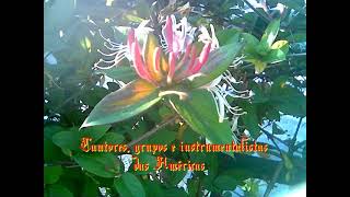 756 Cantores grupos e instrumentalistas das Americas USA 1 [upl. by Dhar]