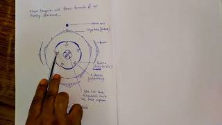 Solanaceae Floral Diagram  Practical Botany [upl. by Harden5]