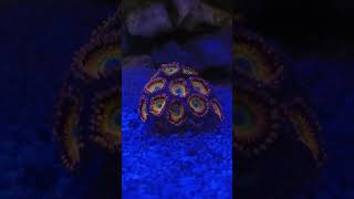 Coral Zoanthid coral beauty reels shorts shortvideo fypシ゚viral fyp [upl. by Archibold170]