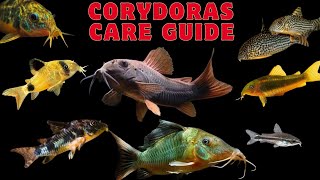 Corydoras catfish care Guide corydorascatfishare corydorascatfish [upl. by Enyahs93]