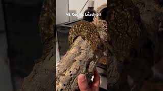 Mt Koghis Leachie Leachie Leachianus reptile reptileroom reptileroomtour gecko animal [upl. by Akilaz580]