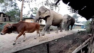 Cows have been guiding herds of wild elephants  Puarabangla Assam [upl. by Telrahc93]