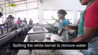 Desiccated Coconut Manufacturing Sri Lanka [upl. by Hsirehc558]