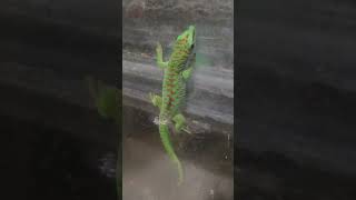 Giant Day Gecko  Eyelash geckos mating  Pacman Frog Bathing 🐸🦎🐊 [upl. by Siouxie8]