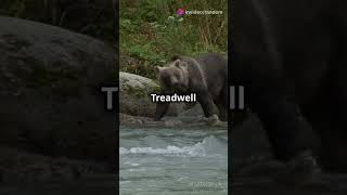 Timothy Treadwell The Grizzly Mans Tale [upl. by Nahem]