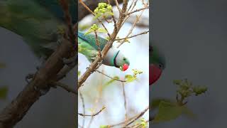 Bluewinged Parakeet Feasting in the Wild – A Stunning Encounter [upl. by Lucie]