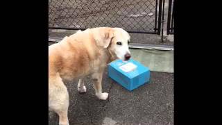 Dog recovering from Vestibular Syndrome carries Bark Box [upl. by Annauqaj862]