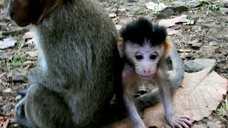 Look at monkey Dony afraid popeye or Baby Spoil monkey sweet pea very sad [upl. by Arbrab]