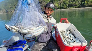 HUNDREDS of Herring Caught and Cooked for a NonBait EATER [upl. by Cati]