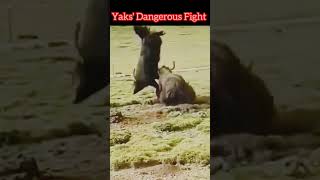 Yak Fight l Dangerous Fighting l viralyak [upl. by Floss]