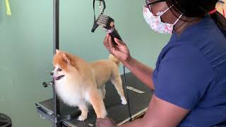 How to trim a Pomeranian like a lion [upl. by Blaseio]