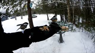 Chickadees amp Nuthatches December012018 [upl. by Labinnah]