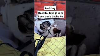 Parvo ki treatment chal rahi hain youtubeshorts shorts dog doglover pets [upl. by Maure]