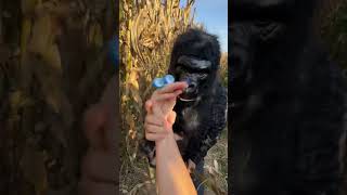 THE CRAZY CORN GORILLA 🌽🦍 [upl. by Alyhs]