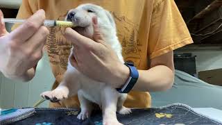 Alabai Puppies second DEWORMING 🫰🪱🥴 [upl. by Bouton8]