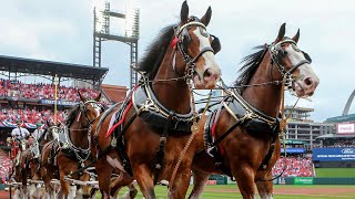 A day in the life of a Budweiser Clydesdale on opening day [upl. by Aicxela]