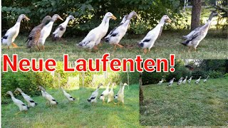 Neue Laufenten Laufenten silberwildfarbig für die Zucht August 2024 [upl. by Thynne]