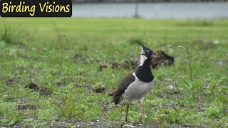 Lapwing plover  Birds of Norway [upl. by Atolrac]