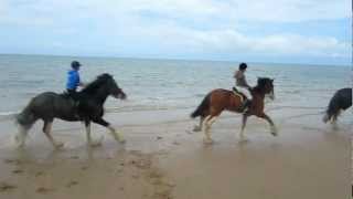 shire horses on beach 2012 [upl. by Anai]