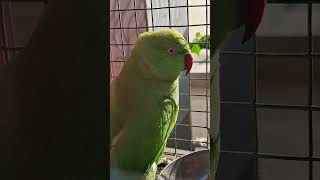 parrot alexparrot parrotlover alexanderparrot funny talkingparro birds parrotentertainment [upl. by Silvain]