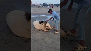 Cow Videos  Cow Funny Video  Cute Baby Cow Funny Video Short [upl. by Nawotna]