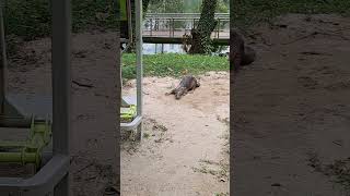 Active and Energetic Group of Otters Happily Rolling in the Ground shortvideo lutrinae Otter [upl. by Nedrud]