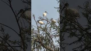 Blackheaded ibis [upl. by Benedick]