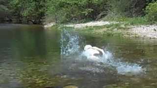 Chuck Nonoss labrador plonge à la rivière Lab dog diving [upl. by Enelam]