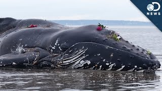 Why Do Whales Beach Themselves [upl. by Meela279]