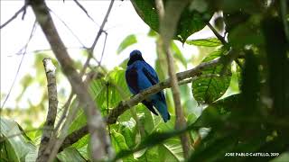 Lovely Cotinga Cotinga amabilis [upl. by Aihtak]