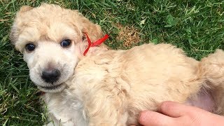 4 Week old Standard Poodle Puppies Play Date [upl. by Ytirahs]