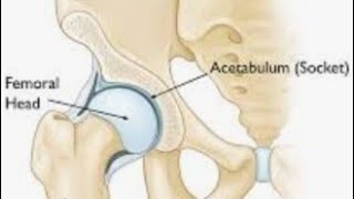 Hip Bone Anatomy medicalstudent anatomy [upl. by Conn472]