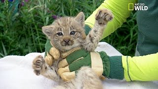 Trop chou  Examen de 4 bébés lynx [upl. by Ecart67]