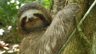 Threetoed Sloth The Slowest Mammal On Earth  Nature on PBS [upl. by Scrivings399]