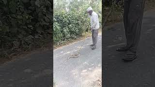 Ajgar snake snake wildanimals shortvideo tranding viralvideo [upl. by Ennagroeg]