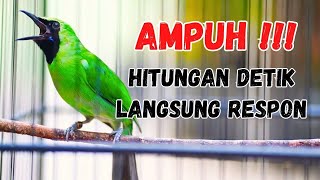 Langsung Mau Jamtrok  Cucak Ijo Gacor Full Isian Tembakan Ampuh Untuk Pancingan Cucak Ijo Lomba [upl. by Sonni838]