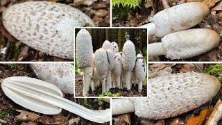 Schopftintling Verwechslung  Schopfpilz Spargelpilz  Coprinus comatus  Giftig mit Alkohol [upl. by Aidnyc]