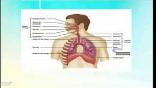 المحاضرة الأولى لدكتورة  هدى سالم  Bronchial asthma [upl. by Tedmann]