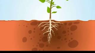 Absorption of Water By Plants  ikenSchoool [upl. by Tips]