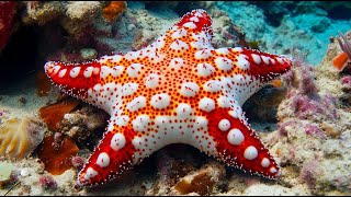 Top 5 Most Bizarre Starfish Species  Fascinating Sea Stars [upl. by Yelkreb308]