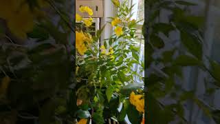 💛 🎺 Tecoma Stans  Pachagotla Tropical Trumpet Vine 🎗️〽️ Tecoma TrumpetVine Pachagotla [upl. by Norbert66]