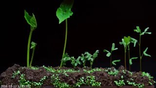 Beans vs lentils vs chickpeas germination time lapse plants [upl. by Paryavi]