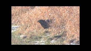 Buzzard amp Prey Buteo Buteo Buizerd en Prooi [upl. by Ardiedak]