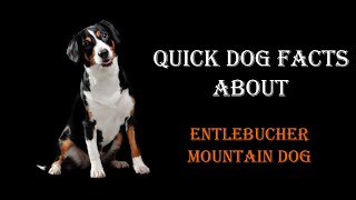 Quick Dog Facts About The Entlebucher Mountain Dog [upl. by Nwavahs46]