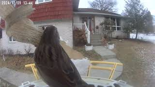 Daily Birdwatching  Netvue Birdfy Birdfeeder Cam  December 5 2024 [upl. by Enitsirc]