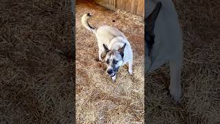 Video of adoptable pet named Boris [upl. by Notlil915]