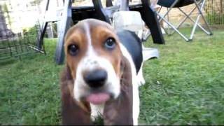 Basset Hound Puppies in HD  8 weeks old [upl. by Yelkrab]