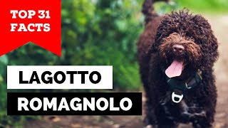 99 of Lagotto Romagnolo Owners Dont Know This [upl. by Estey579]