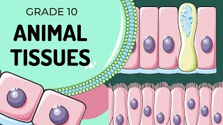 Animal Tissue and Its Important Questions  Tissue  Class 9 Biology Chapter 6  CBSE 202425 [upl. by Aisor]