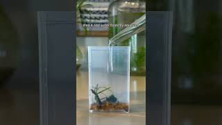 Tic Tac Box Aquarium with REAL Plants and Animals 🐟🐠 aquarium ecosystem fishtank aquascape [upl. by Durarte112]